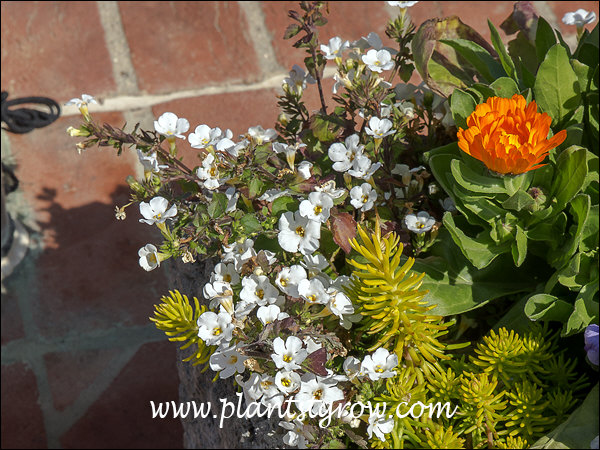 Big Falls white Bocopa growing in a hypertufa trough along  with the yellow perennials Sedum Angelonia and a orange Calendula